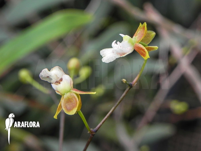 Oncidium hians