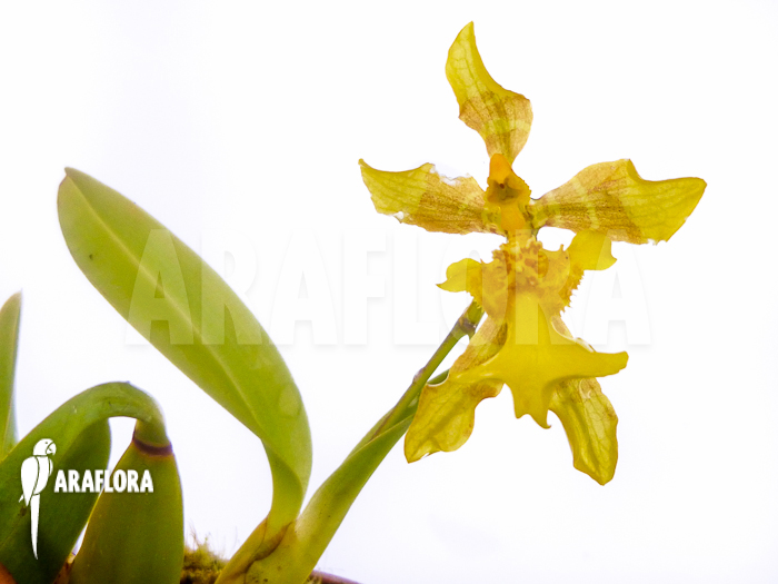 Oncidium longipes