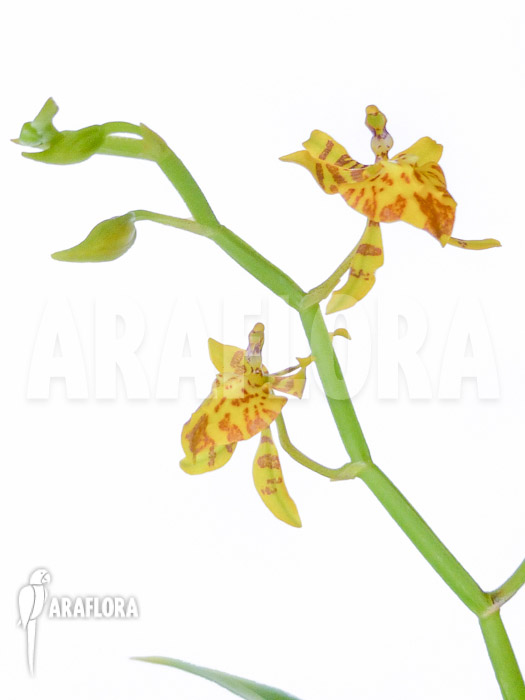 Oncidium meirax