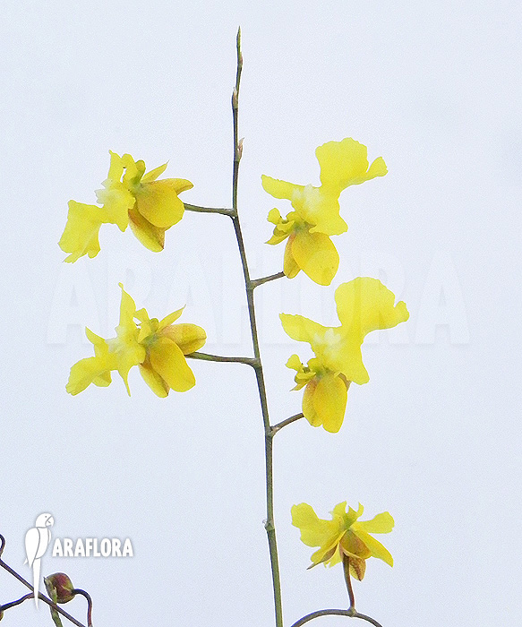 Oncidium onustum &lsquo;L&rsquo;