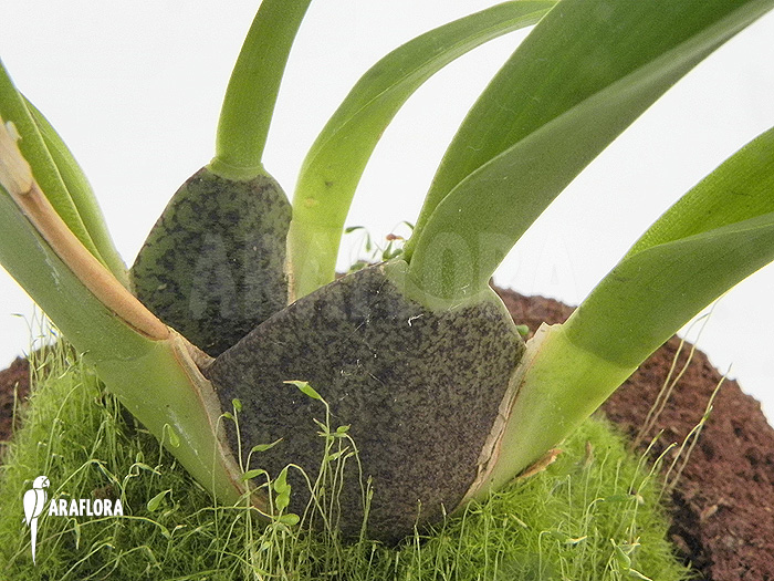 Oncidium onustum &lsquo;L&rsquo;