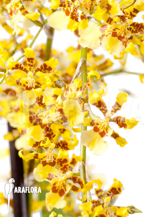 Oncidium sphacelatum