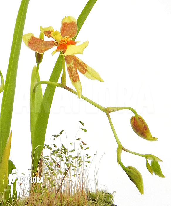 Oncidium unknown mini