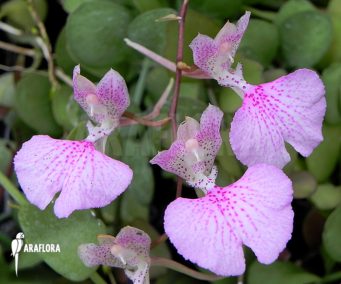 Oncidium variegatum &lsquo;Cuba&rsquo;