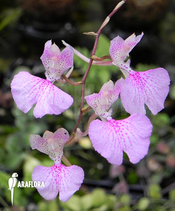 Oncidium variegatum &lsquo;Cuba&rsquo;