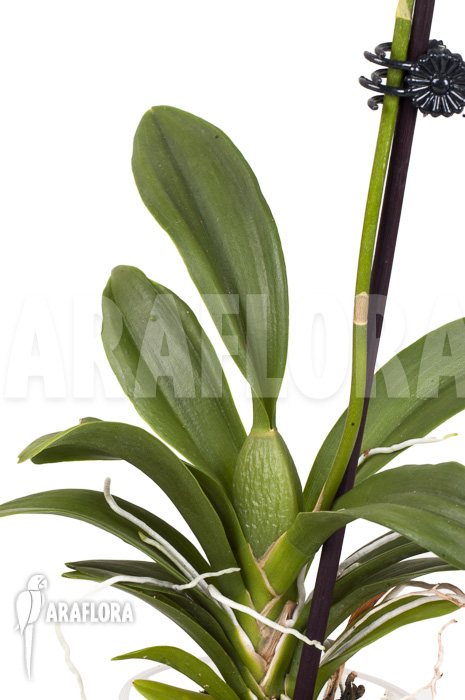 Oncidium cheirophorum