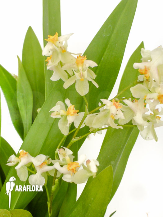 Oncidium x super yellow parfume