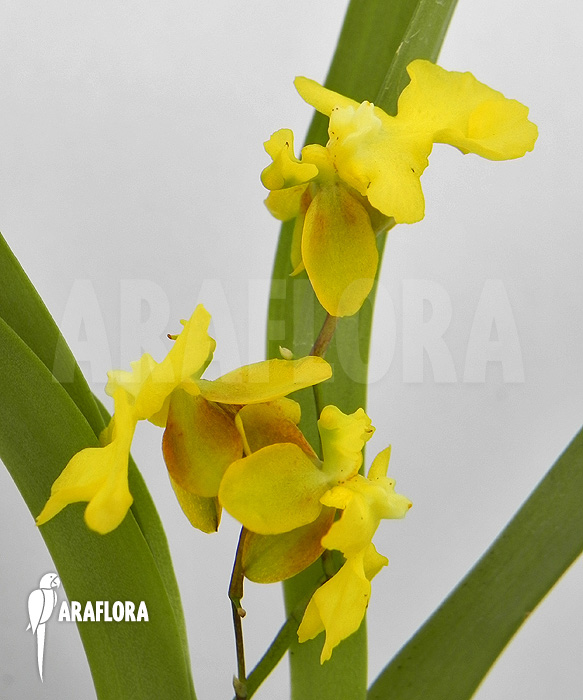 Oncidium x &lsquo;Lemon surprise&rsquo;