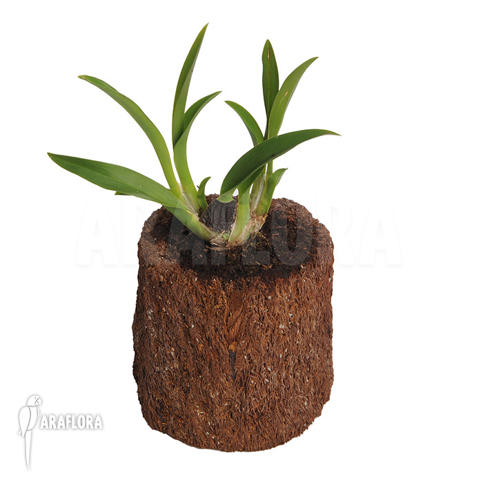 Oncidium x &lsquo;Lemon surprise&rsquo;