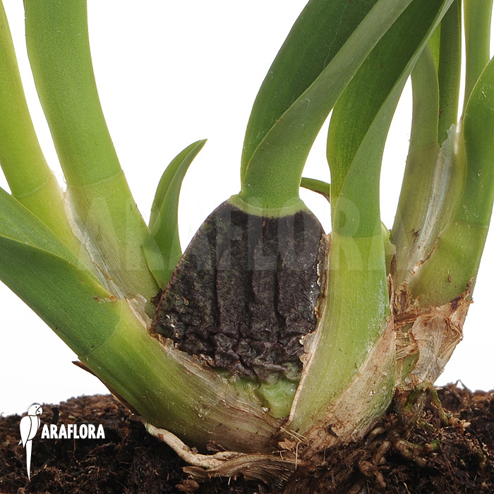 Oncidium x &lsquo;Lemon surprise&rsquo;