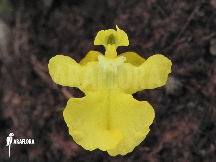 Oncidium x &lsquo;Lemon surprise&rsquo;