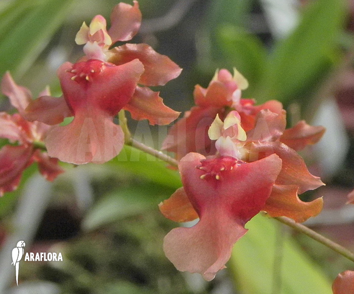 Oncidium x hybride &lsquo;Red orange&rsquo;