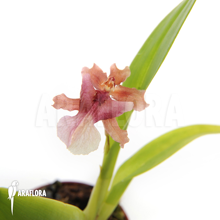 Oncidium x &lsquo;Rosy sunset&rsquo;