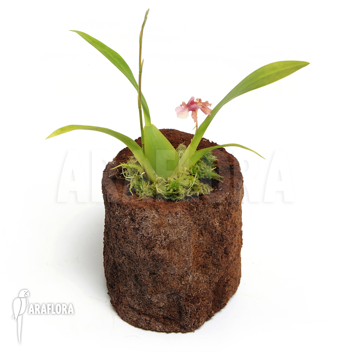 Oncidium x &lsquo;Rosy sunset&rsquo;