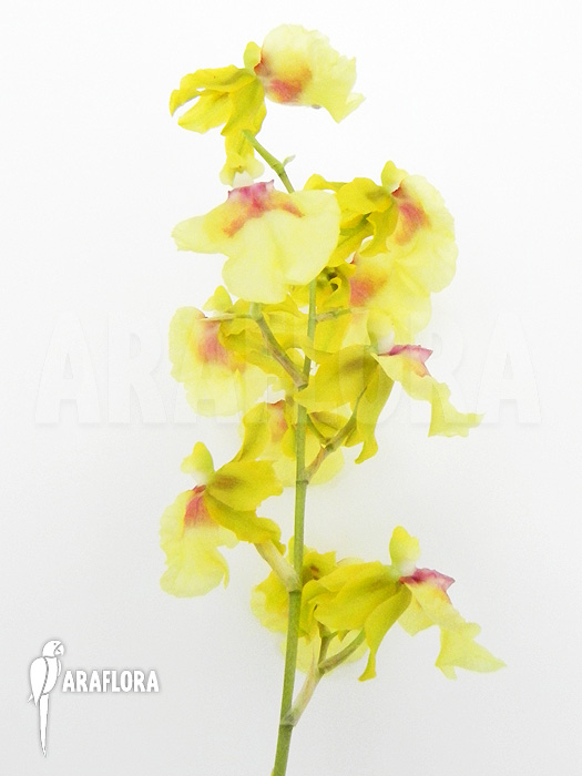 Oncidium x super yellow parfume