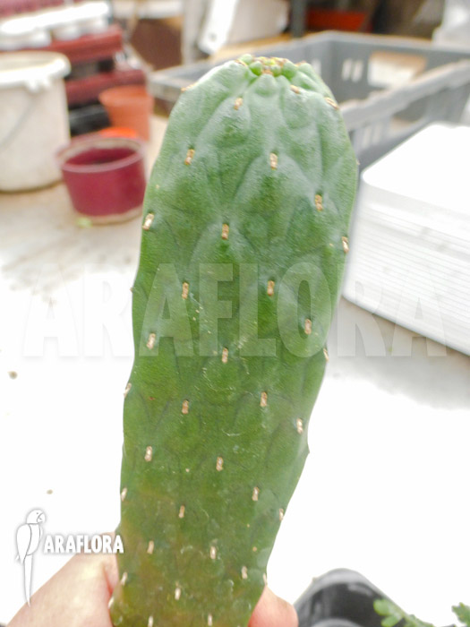 Opuntia consolea rubescens &lsquo;L&rsquo;