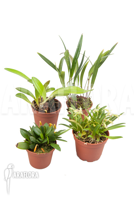 Orchid mini botanical 4 species