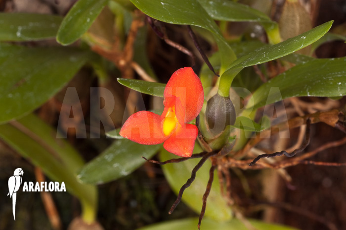 Ornithidium sophronitis &lsquo;mounted&rsquo;