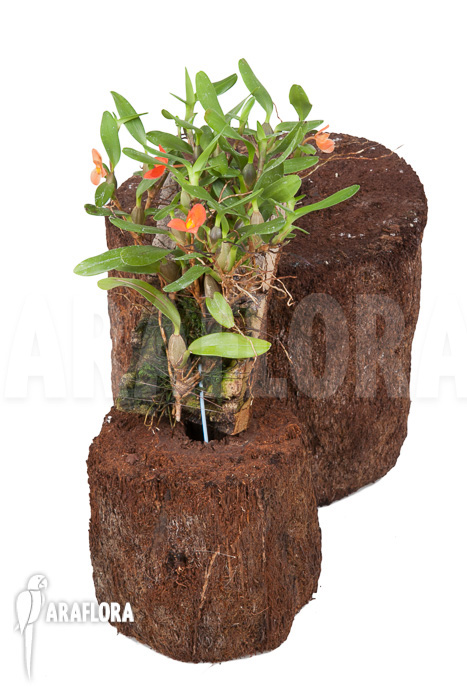 Ornithidium sophronitis &lsquo;mounted&rsquo;