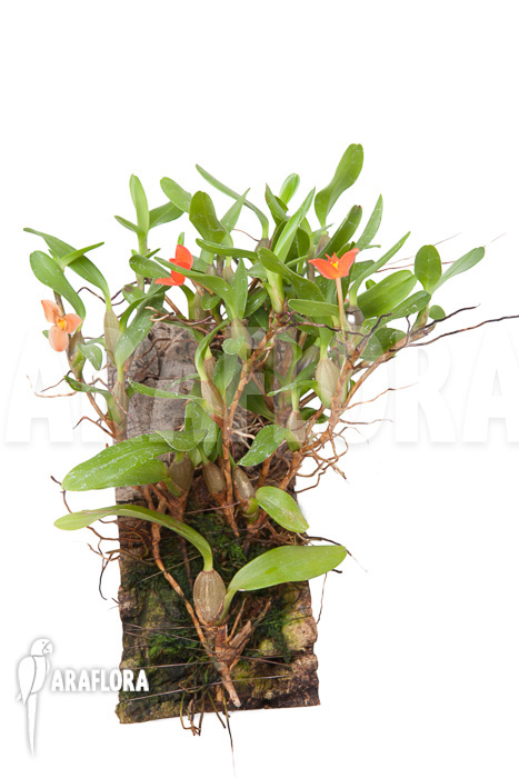 Ornithidium sophronitis &lsquo;mounted&rsquo;