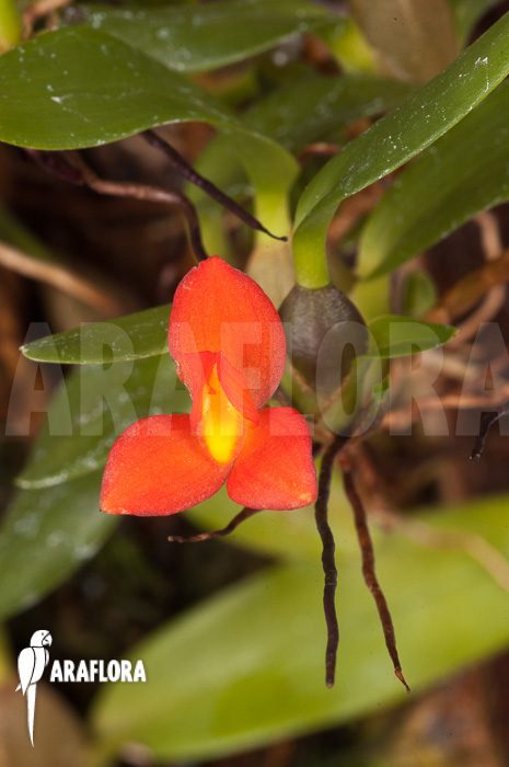 Ornithidium sophronitis &lsquo;mounted&rsquo;