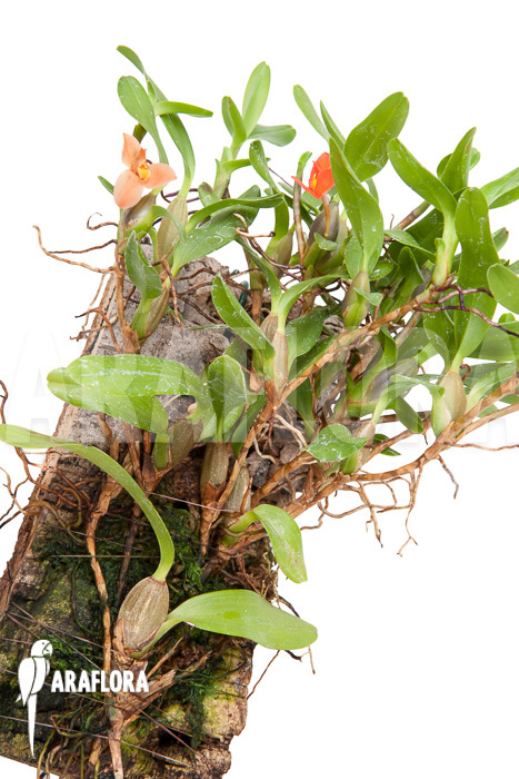 Ornithidium sophronitis &lsquo;mounted&rsquo;