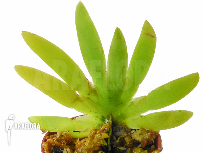 Ornithocephalus gladiatus