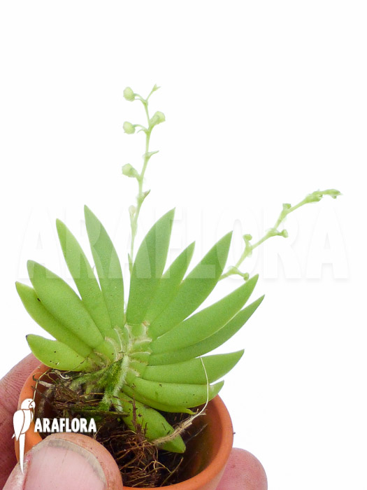 Ornithocephalus species &lsquo;Ho02&rsquo;