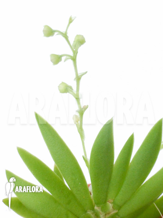 Ornithocephalus species &lsquo;Ho02&rsquo;