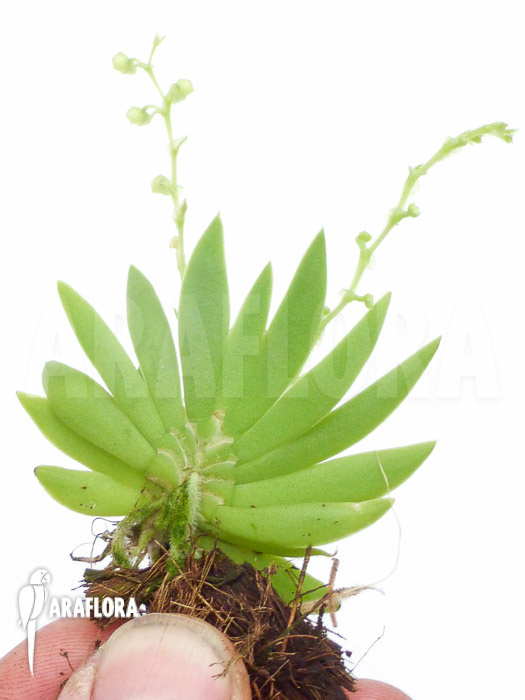 Ornithocephalus species &lsquo;Ho02&rsquo;