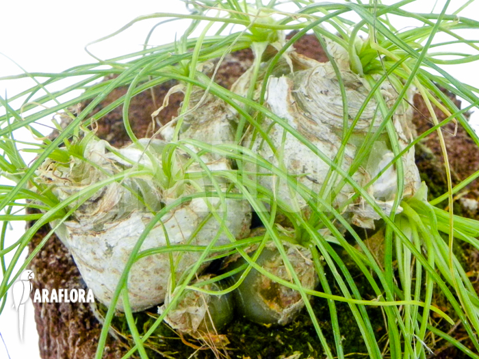 Ornithogalum lithopsoides