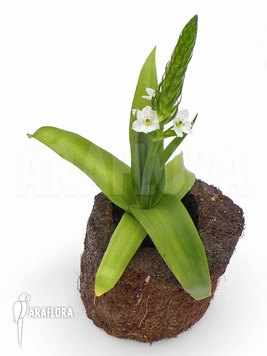 Ornithogalum thyrsoides