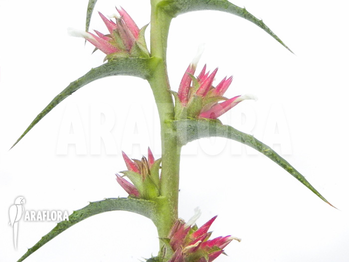 Orthophytum conquistense