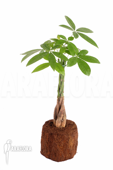 Pachira aquatica &lsquo;M&rsquo;