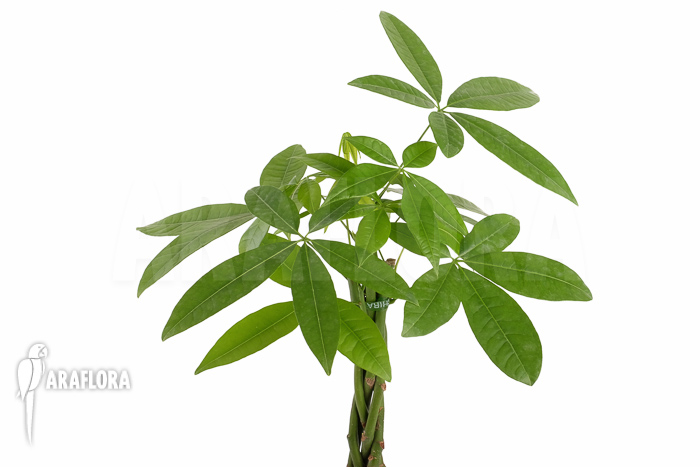 Pachira aquatica &lsquo;M&rsquo;