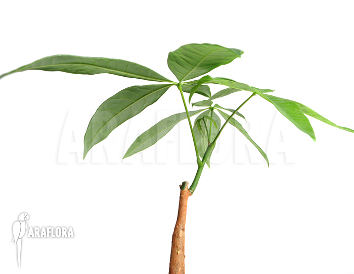 Pachira aquatica &lsquo;S&rsquo;