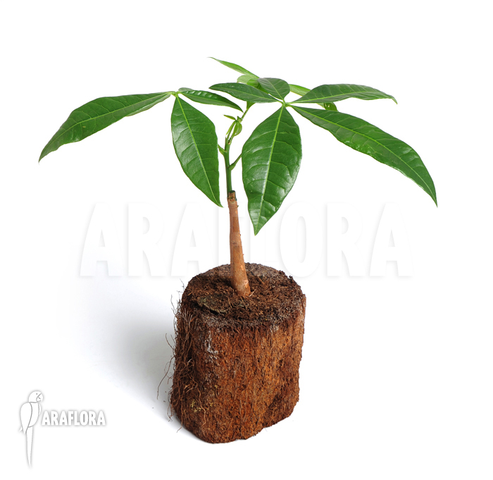 Pachira aquatica &lsquo;S&rsquo;