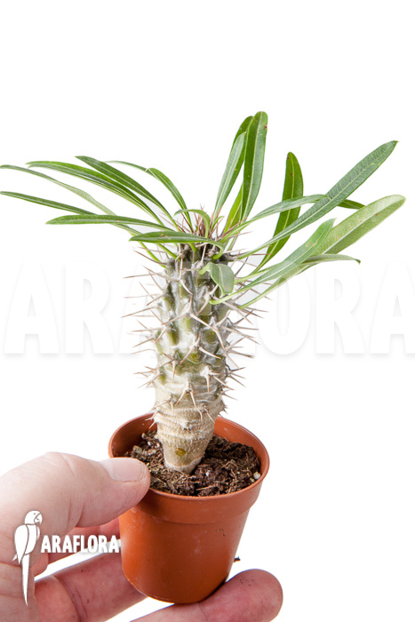 Pachypodium lamerei &lsquo;S&rsquo;