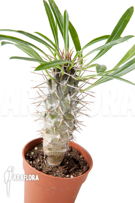 Pachypodium lamerei &lsquo;S&rsquo;