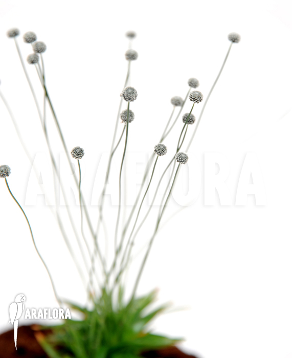 Paepalanthus tortilis