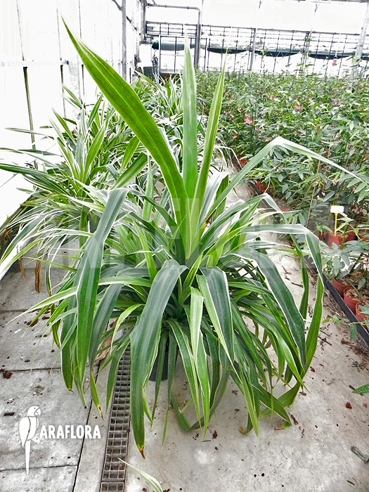Pandanus amaryllifolius
