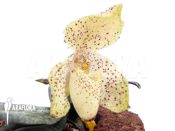 Paphiopedilum concolor flower