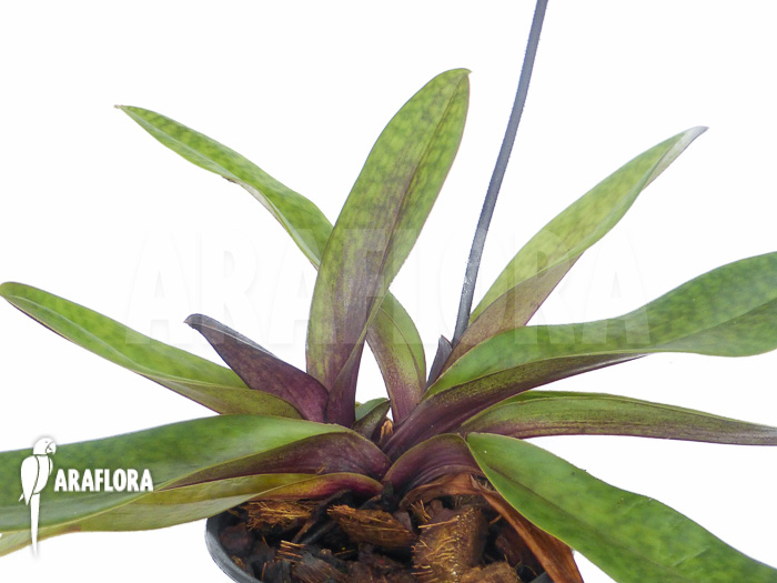 Paphiopedilum maudiae vinicolor