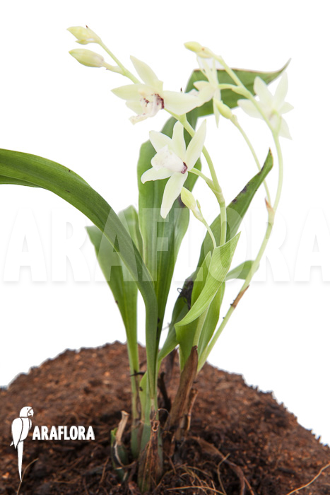 Paradisanthus micranthus