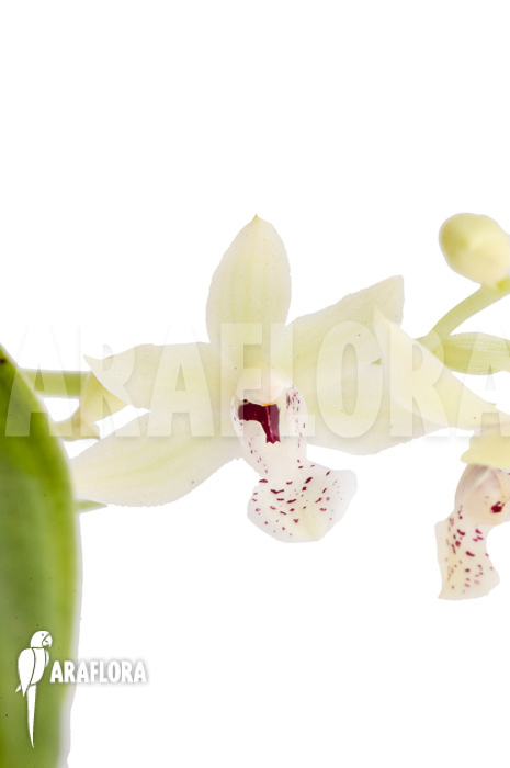 Paradisanthus micranthus