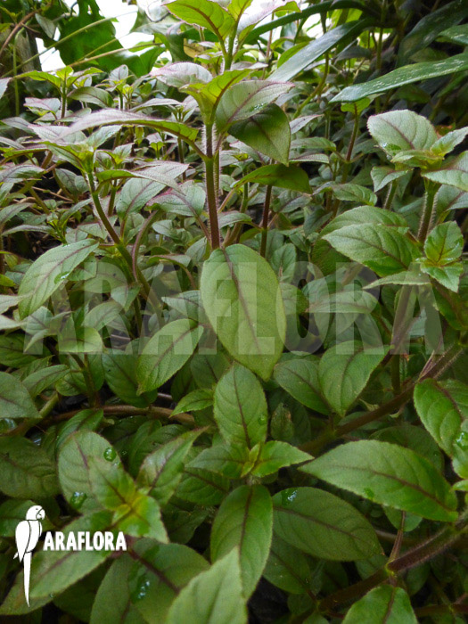 Paradrymonia campostyla