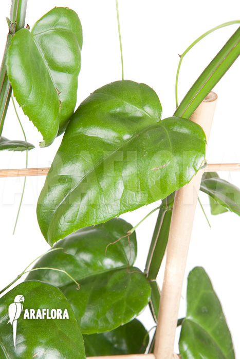 Parthenocissus quadragfolia