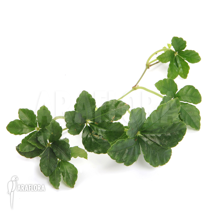 Parthenocissus striata