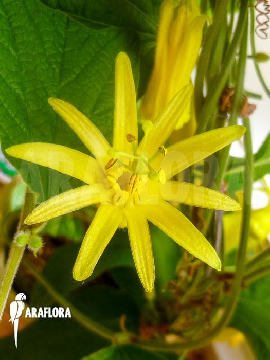 Passiflora citrina