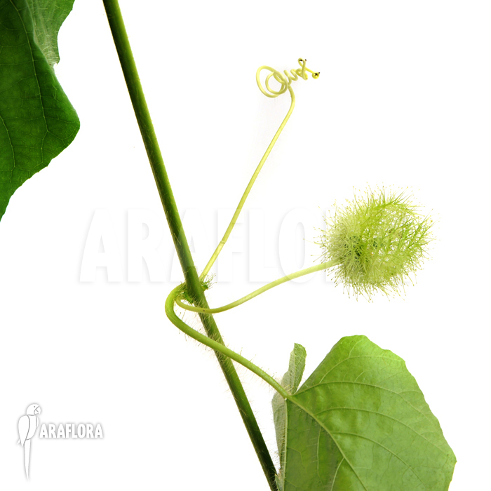 Passiflora foetida &lsquo;Platanal&rsquo;